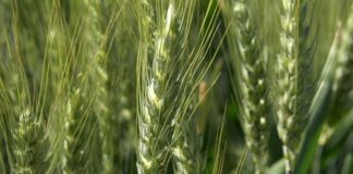 Agrosaveti - Rano za kalkulisanje cene psenice 01