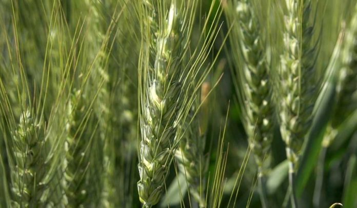 pšenica Agrosaveti - Rano za kalkulisanje cene psenice 01