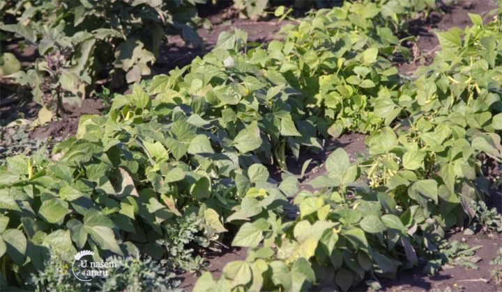 Agrosaveti - Raznovrsna proizvodnja povrca Crepaja 01