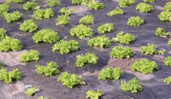 Agrosaveti - Raznovrsna proizvodnja povrca Crepaja 02