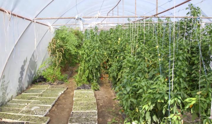Agrosaveti - Raznovrsna proizvodnja povrca Crepaja 05