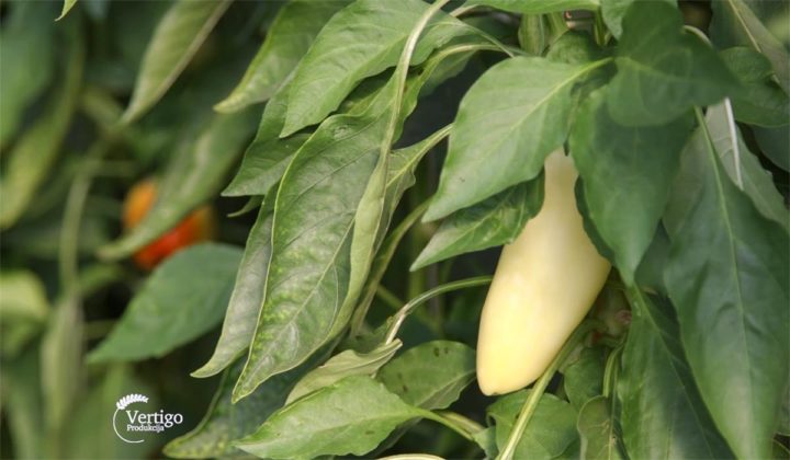 Agrosaveti - Raznovrsna proizvodnja povrca Crepaja 06