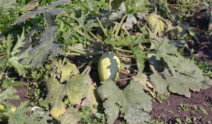 Agrosaveti - Raznovrsna proizvodnja povrca Crepaja 07