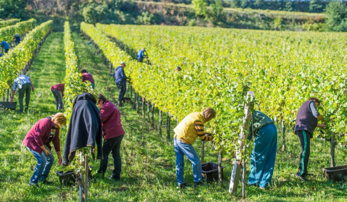 Agrosaveti - Sezonski radnici 01 Agrosaveti - Sezonski radnici 01