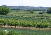 Zaštita vinove loze od izmrzavanja Agrosaveti - Uzgoj vinove loze Poljna 02