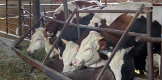 Agrosaveti - Farma krava i proizvodnja mleka Kikinda 04