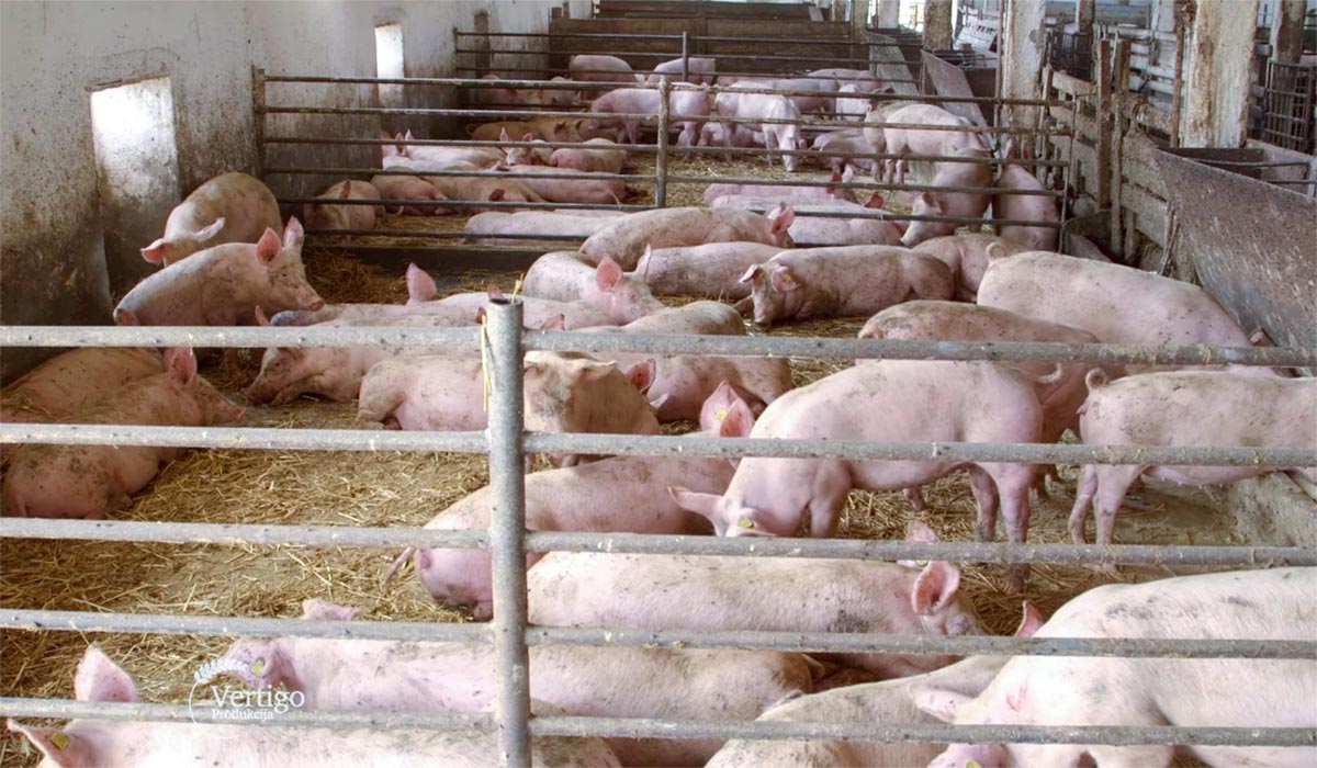 Agrosaveti - Farma svinja Cantavir 02