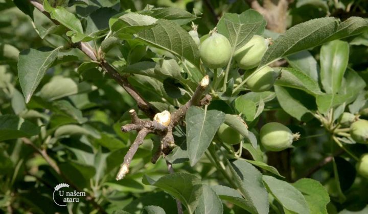 Agrosaveti - Masina za rezidbu voca 04