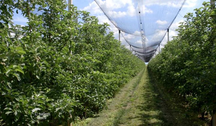 Agrosaveti - Masina za rezidbu voca 07