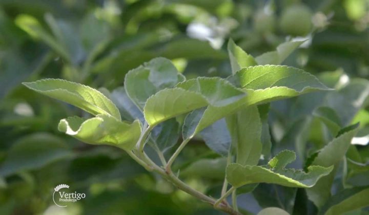 Agrosaveti - Masina za rezidbu voca 08