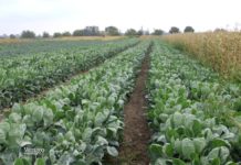 Agrosaveti - Povrtarska proizvodnja Glogonj 02