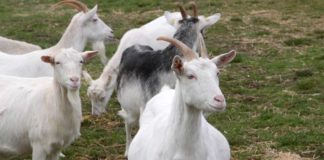 Agrosaveti - Proizvodnja kozjeg sira Cuk 04