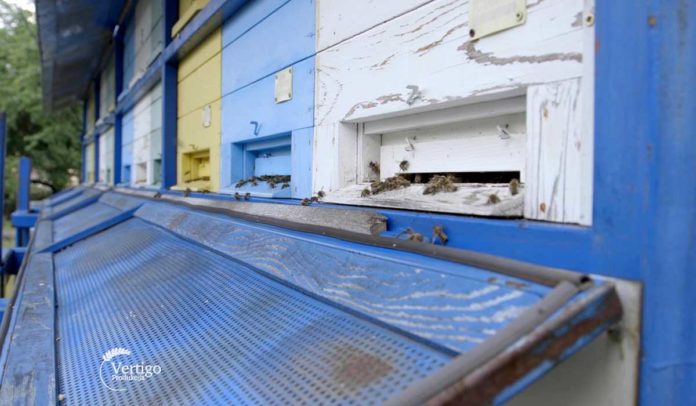 Agrosaveti - Proizvodnja meda u selu Neresnica 04