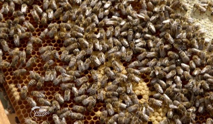 Agrosaveti - Proizvodnja meda u selu Neresnica 07