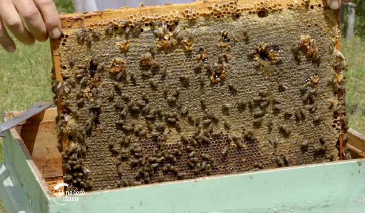 Agrosaveti - Proizvodnja meda u selu Neresnica 08