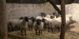 Agrosaveti - Uzgoj Safolk ovaca Zabalj 05