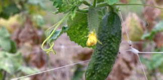 Agrosaveti - Uzgoj kornisona za izvoz 01