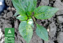 VIRUSI U PAPARICI Agrosaveti---Adama---Povce---Paprika---Virusi-04