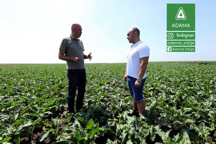 Agrosaveti---Adama---Secerna-repa---Novi-Karlovci---Bumper-P---Najlepsa-je-moja-njiva02