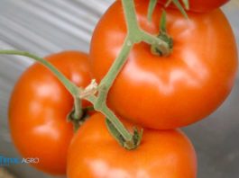 Agrosaveti - Dan polja paradajza Timac Agro 03