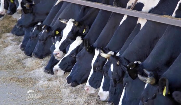 farma krava Agrosaveti - Farma krava NSlankamen 03