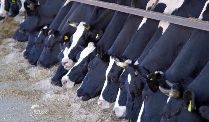 Agrosaveti - Farma krava NSlankamen 03