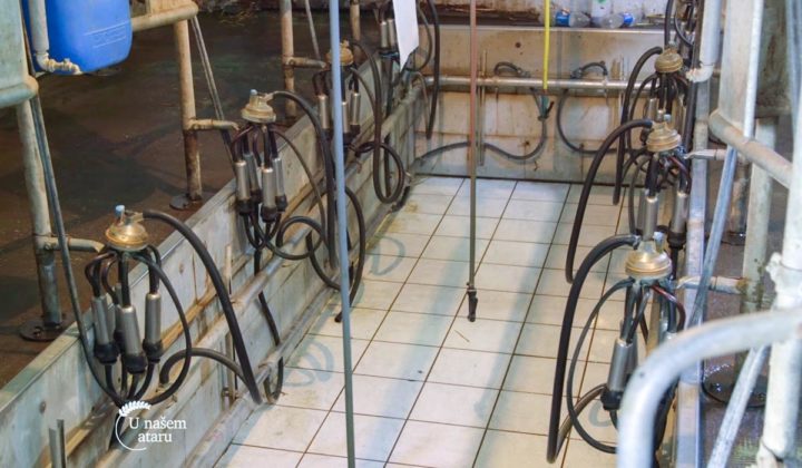 Agrosaveti - Farma krava NSlankamen 04