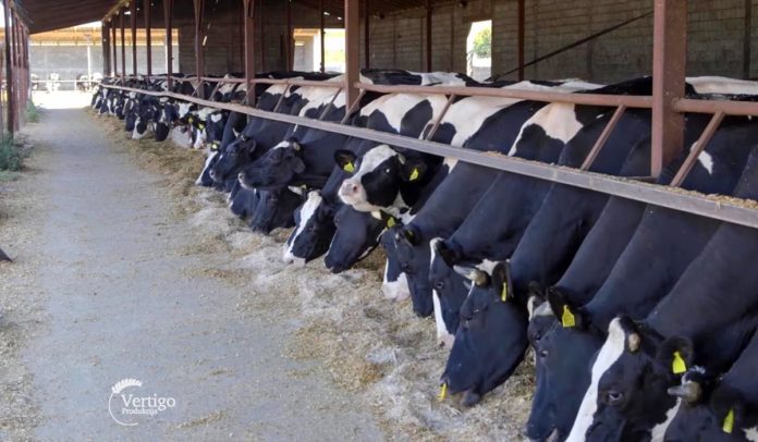 Agrosaveti - Farma krava NSlankamen 05