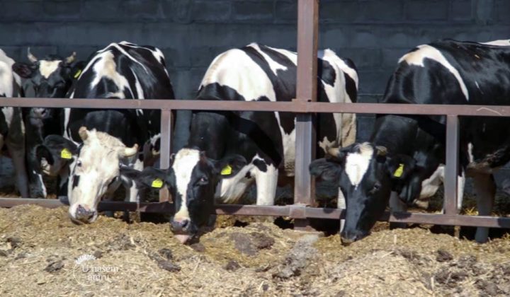 Agrosaveti - Farma krava NSlankamen 07