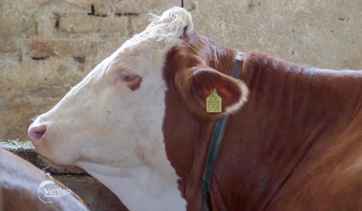 Agrosaveti - Govedarstvo u Svilajncu 01