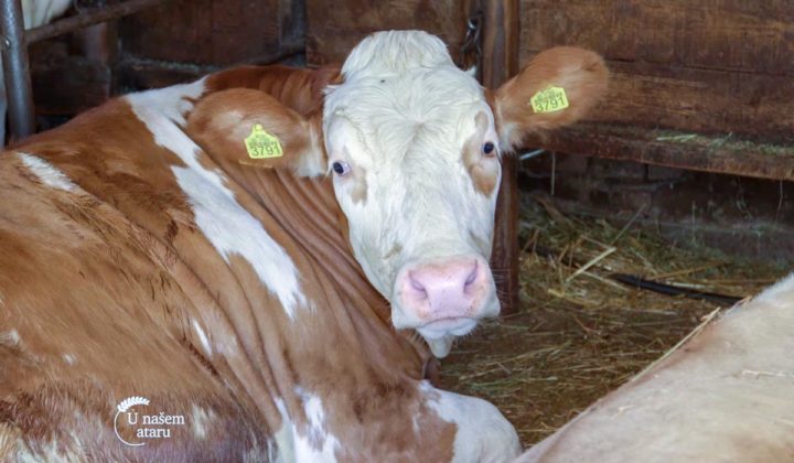 Agrosaveti - Govedarstvo u Svilajncu 02