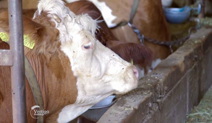 Agrosaveti - Govedarstvo u Svilajncu 04