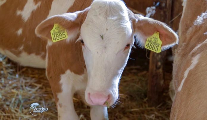 Agrosaveti - Govedarstvo u Svilajncu 05