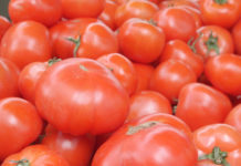 Agrosaveti - Leskovacki paradajz 01