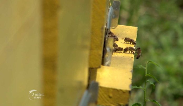 Agrosaveti - Organsko pcelarstvo 03