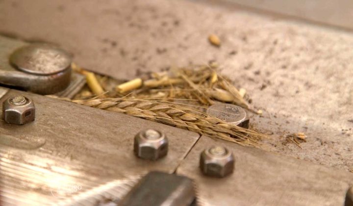 Agrosaveti - Posledice vremenskih neprilika 06