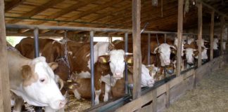 Agrosaveti - Proizvodnja mleka u selu Nemenikuće 05