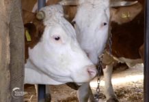 Uticaj visokih temperatura na krave, toplotni stres i kako im pomoći Agrosaveti - Proizvodnja mleka u selu Nemenikuće 06