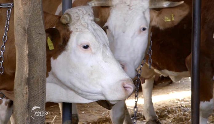 Agrosaveti - Proizvodnja mleka u selu Nemenikuće 06
