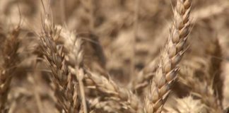 Agrosaveti - Psenicu sto pre skinuti 01
