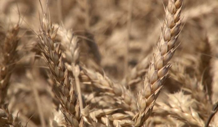 Agrosaveti - Psenicu sto pre skinuti 01