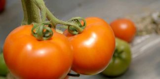 Agrosaveti - Timac Agro 04