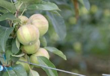 Agrosaveti---Timac-Agro,-Dan-polja-02