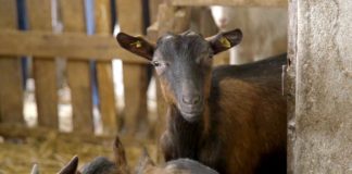 Agrosaveti - Uzgoj alpino koza Gracac 06