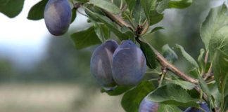 Agrosaveti - Vocarska proizvodnja Gornja Trnava 06