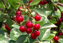 Agrosaveti - Voćnjaci zamenjuju oranice 01