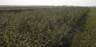 Agrosaveti - Zaštitni pojasevi u organskoj proizvodnji 02