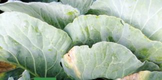 Agrosaveti---Adama---Povce---Kupus---Kupusnjace---Crna-trulez-02