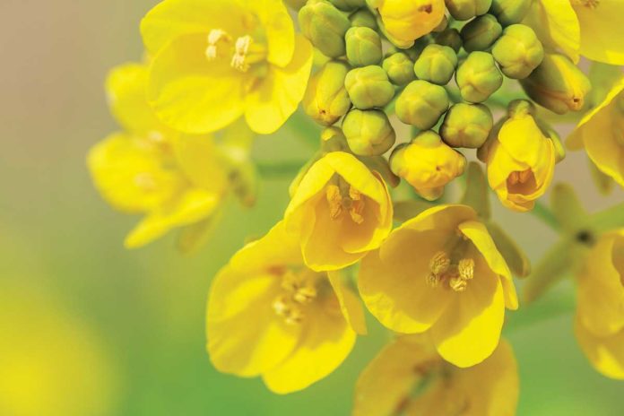 Agrosaveti---Adama---uljana-repica-01
