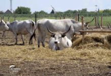 Agrosaveti - Farma podolskih goveda 01